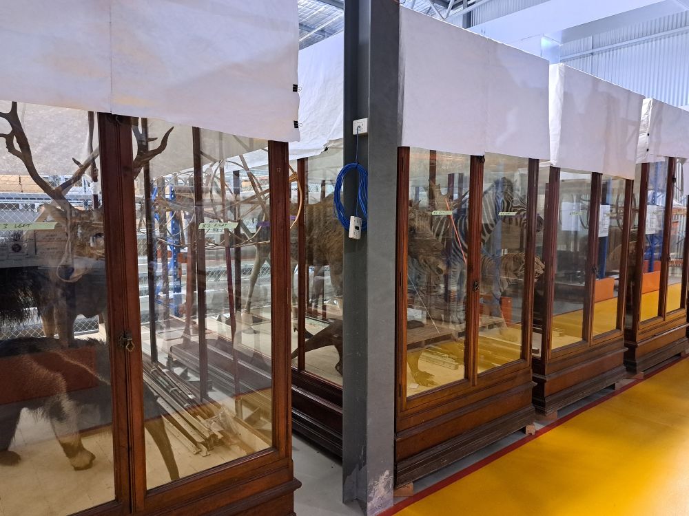 Some historic museum display cases, with a Pere David's deer and anteater taxidermy on the left 