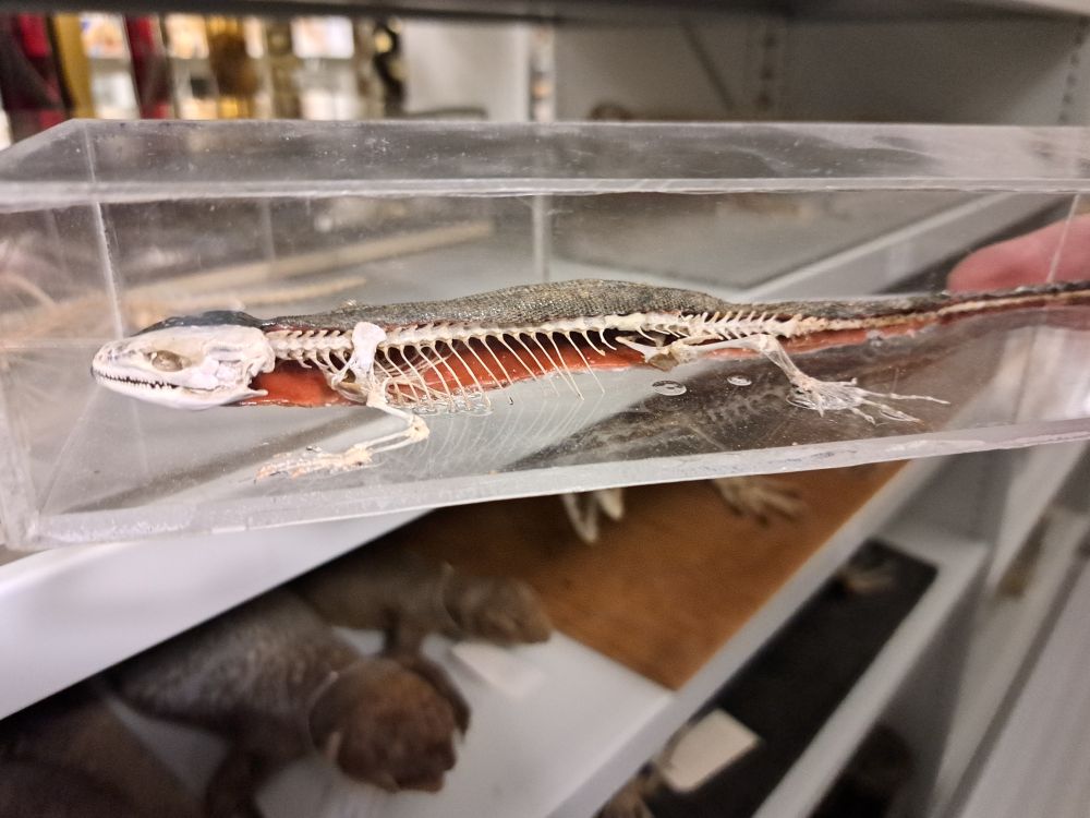 A "double-prep" lizard: half taxidermy / half skeleton