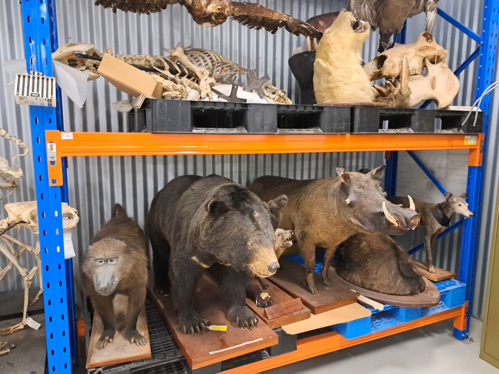 A baboon, sloth bear and warthog taxidermy on storage shelves 