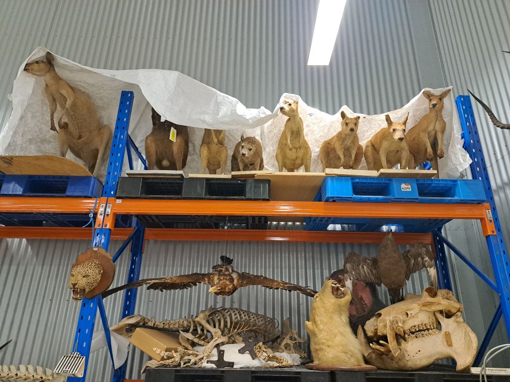 Shelves of large taxidermy in storage, with kangaroos on the top, and a polar bear head, eagle and hippo skull below