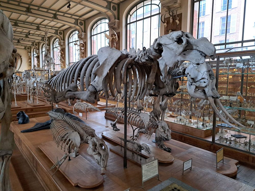 A Steller's sea cow skeleton mounted above dugong and manatee skeletons