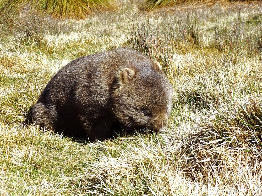 A wombat sits with its head down, grazing in short grass. Its small ears are slightly blonder than its grey-brown head and body