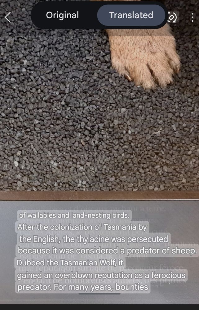A screen shot of the label (with the English translation overlaid):
"After the colonization of Tasmania by the English, the thylacine was persecuted because it was considered a predator of sheep.

Dubbed the Tasmanian Wolf, it gained an overblown reputation as a ferocious predator. For many years, bounties..."