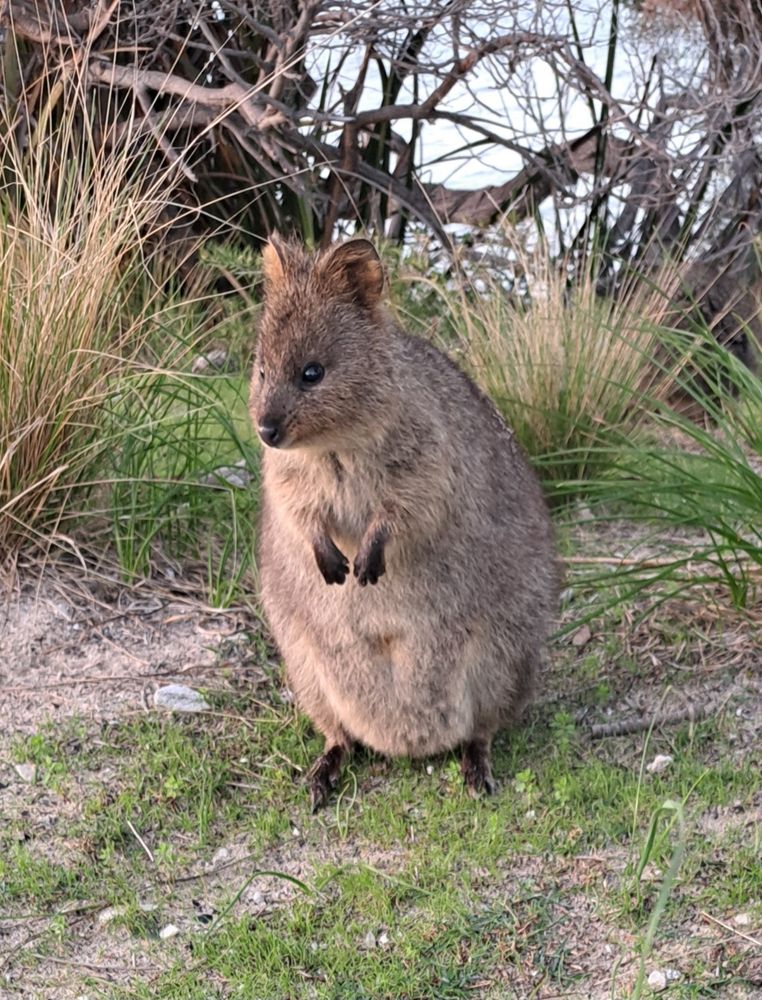 A quokka standing on its hind-legs