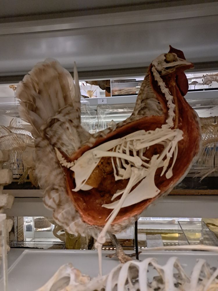 A "double-prep" chicken: half taxidermy / half skeleton