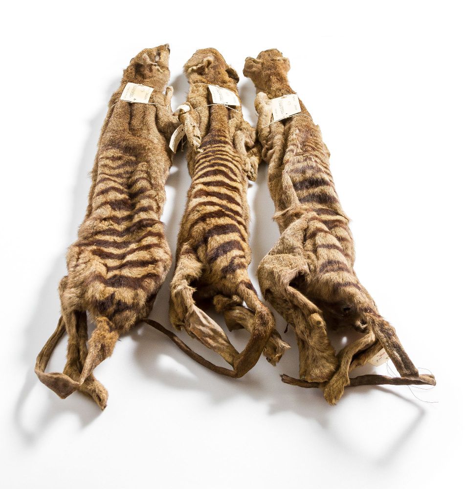 Three thylacine skins from the University Museum of Zoology, Cambridge. They are narrow light brown skins with darker brown stripes, laid out in a row with their tails at the bottom of the image and their heads at the top.