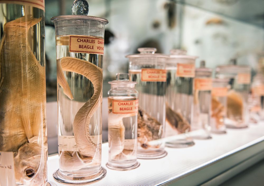 A row of fishes preserved in jars, labelled "Charles Darwin, Beagle Voyage"