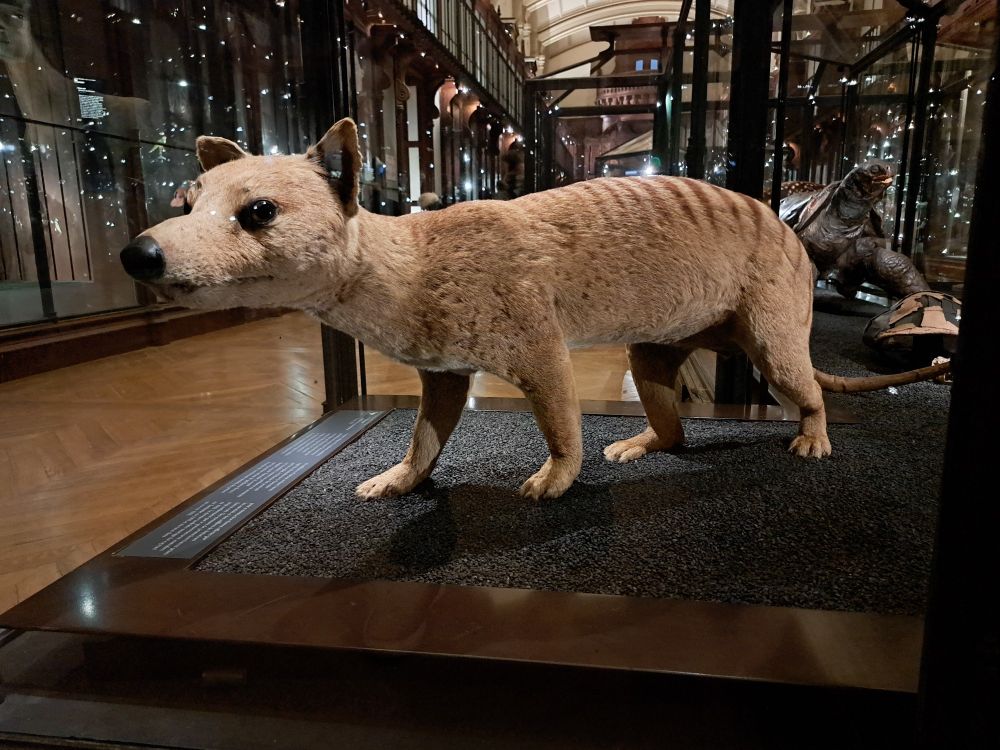 The taxidermy thylacine on display at the National Museum of Natural History in Paris 