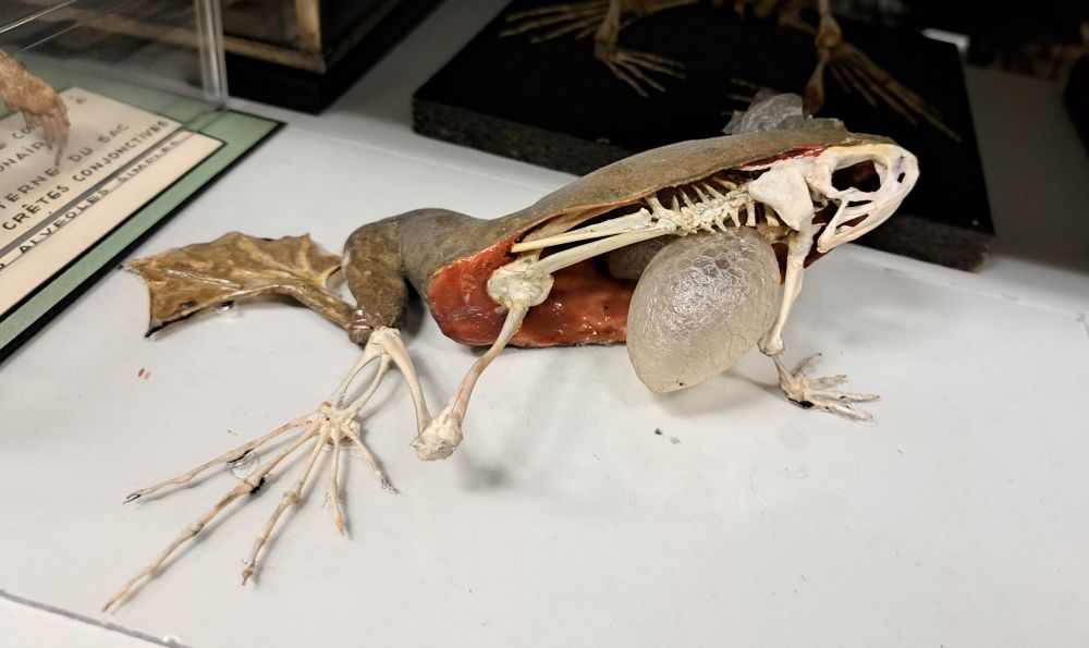 A "double-prep" frog: half taxidermy model / half skeleton, with an inflated lung