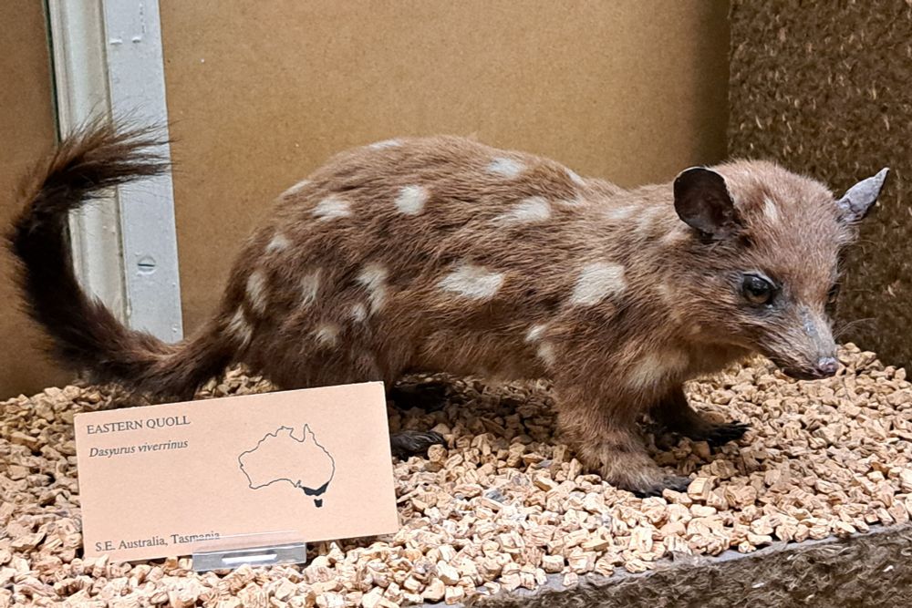 A taxidermy eastern quoll. The map on its label suggests the quoll lives in Tasmania (where it still does live today) and the southeast of the mainland (where it became extinct)