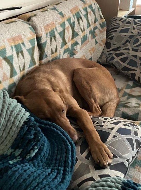 red labrador dog cuddled up on a couch with a blanket