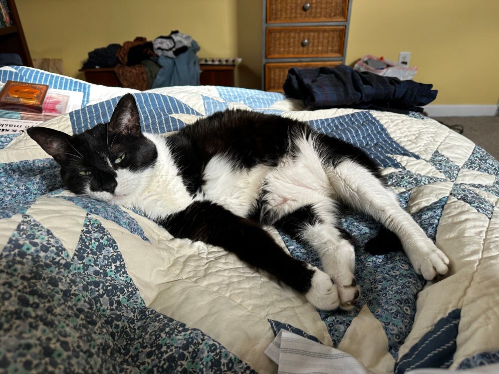 A happy, lazy tuxedo cat, lying on his side on his servant’s leg (under a blue and white quilt).