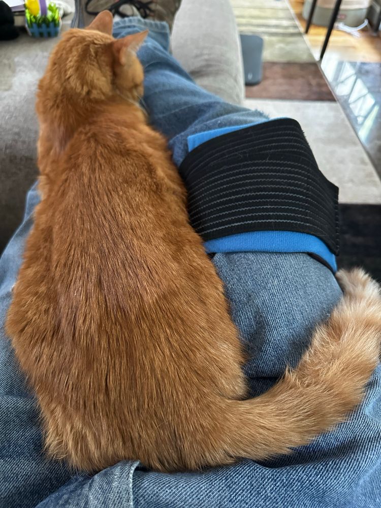 Max, a wonderfully sweet orange tabby, lies on his servant’s lap, his face pressed into the leg.
