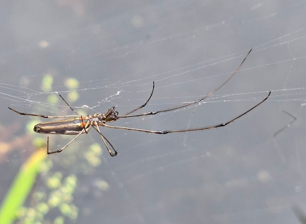 Longjawed spider