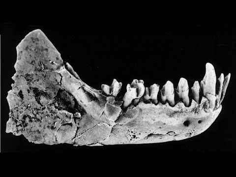 Chris Beard | Eosimias, Early Anthropoids, and the Origins of Primates