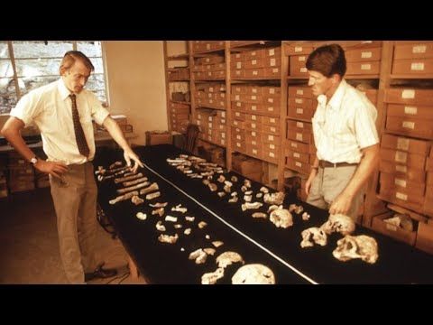 Bernard Wood | Hominin Taxonomy, Paranthropus Evolution, and Interpreting the Fossil Record