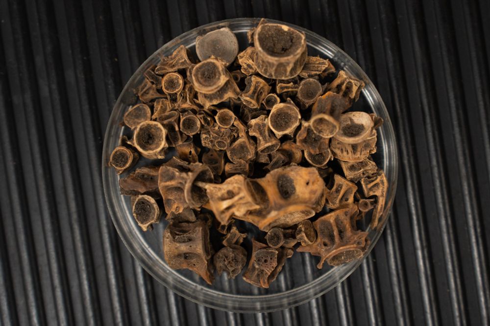 An image of bones in a tray from the University of York's Zooarchaeology lab © Aex Holland