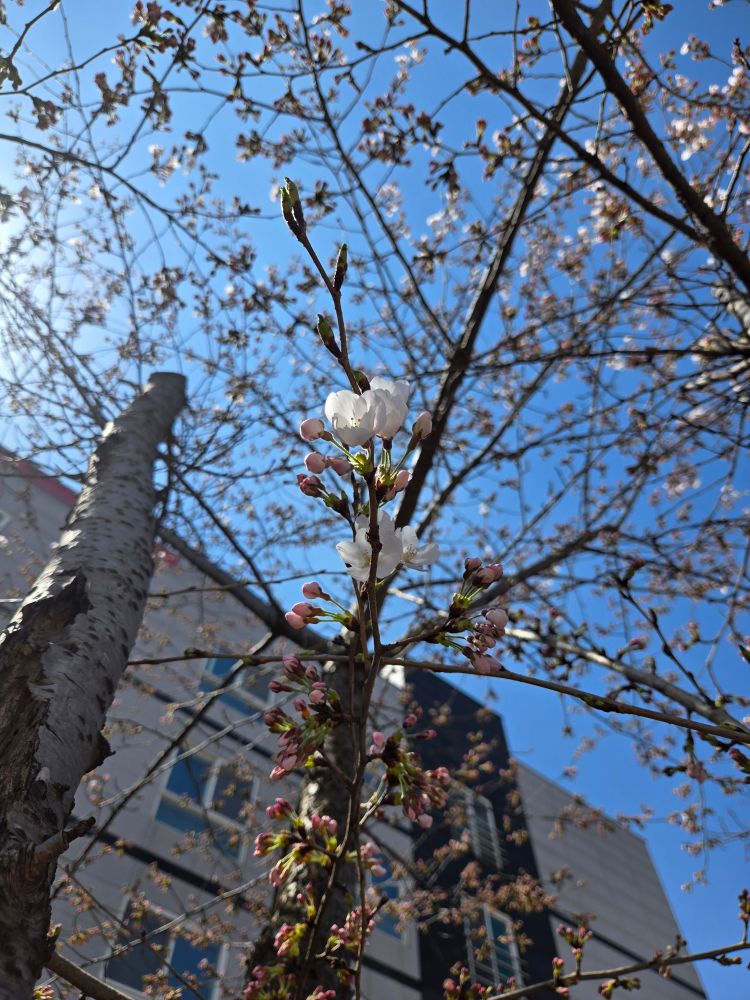 벚꽃이 피기 시작했다