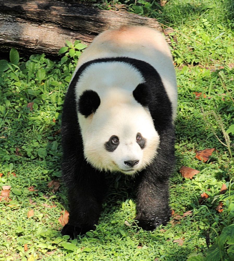 Giant panda Bao Li standing in his yard.