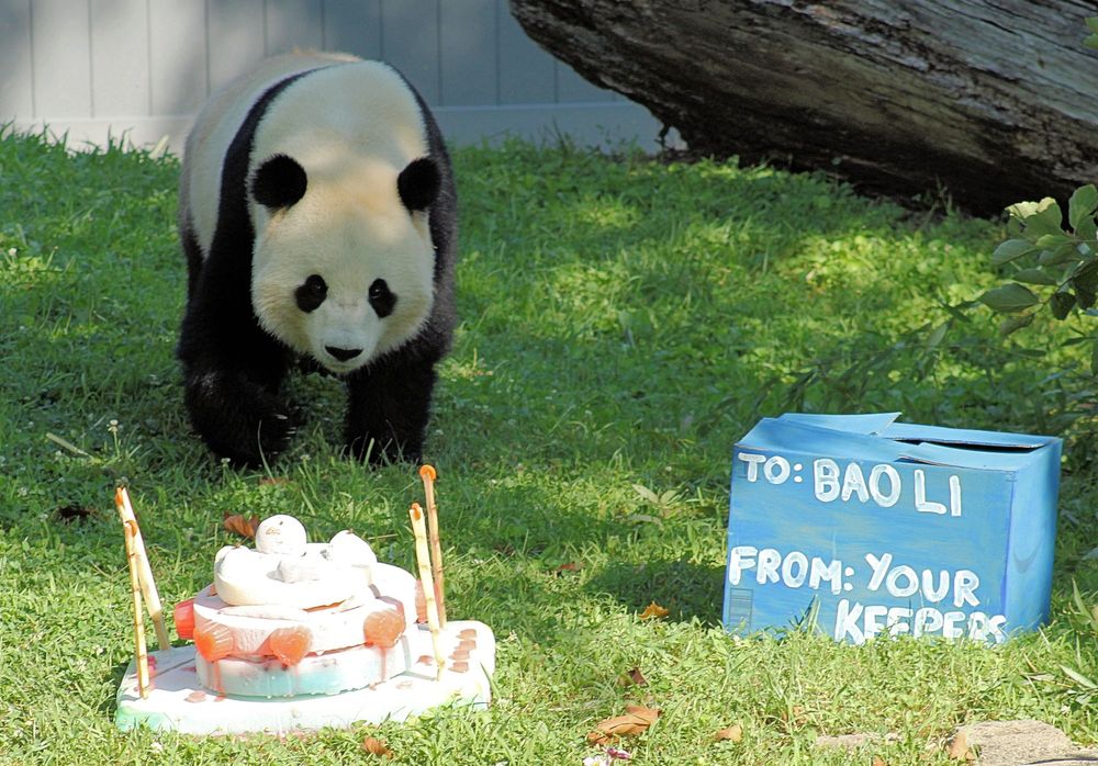 Giant panda Bao Li walks down the hill toward his 4th birthday cake.
