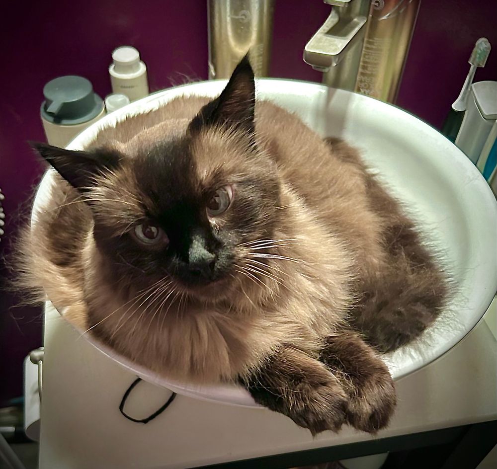 A bathroom sink, white, round, bowl shaped. Nothing special about it really. Oh and there is a giant fluffy seal point (espresso points with dark latte cream body) ragdoll cat lounging in it. 