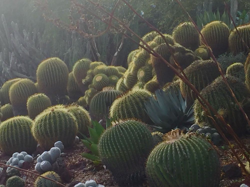 A collection of round green barrel cactus all pointing towards the light of sunset. They form a variety of family clusters and the serene sunlight shining through their spines gives them glowing halos.