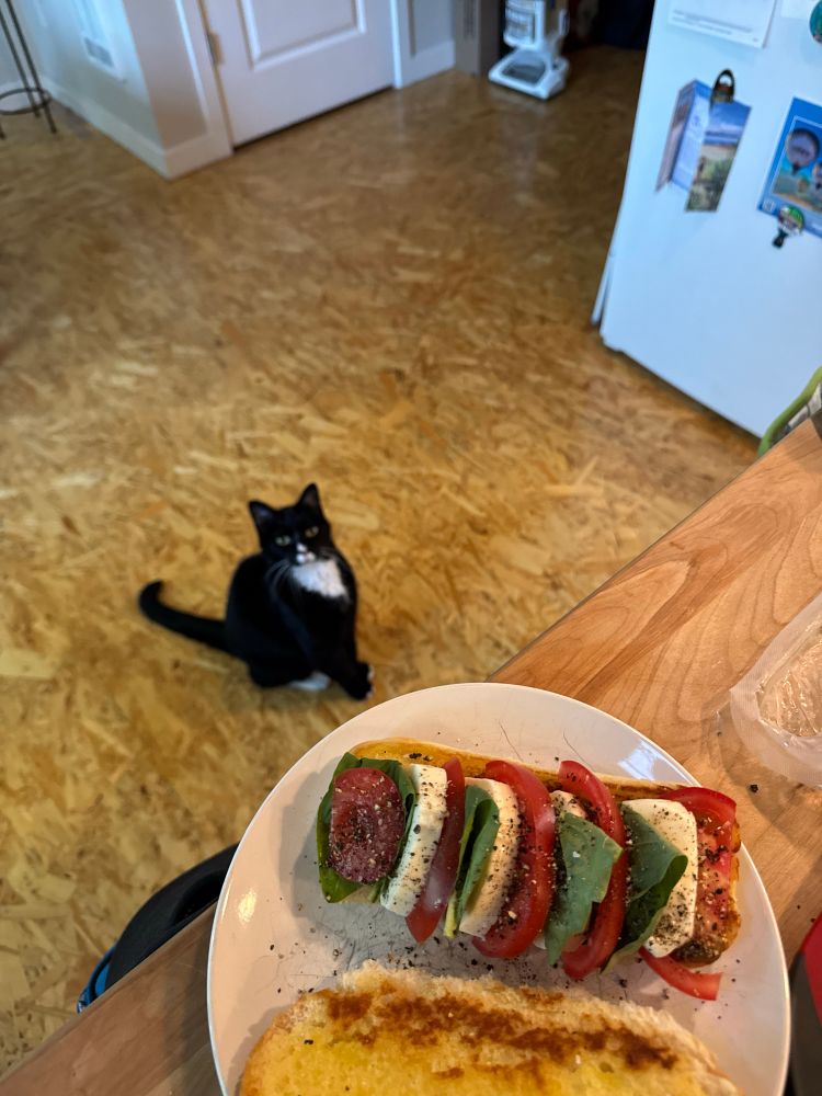 A black and white cat pining for a caprese sandwich