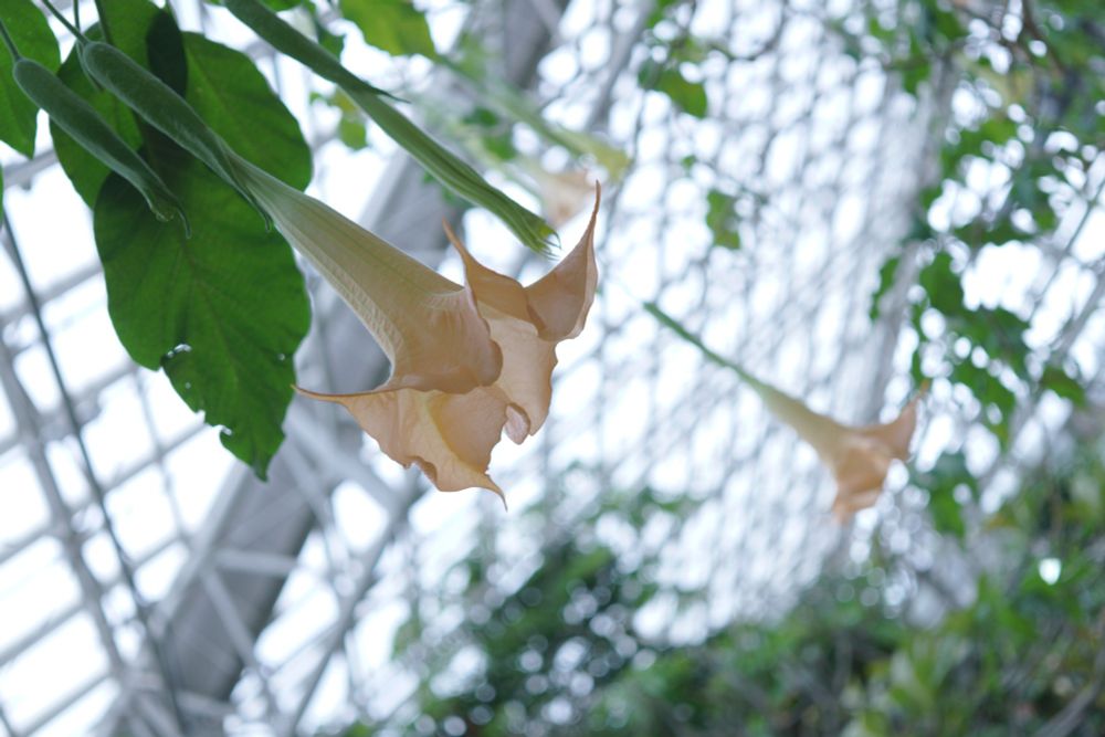 神代植物公園大温室のブルグマンシアの花の画像