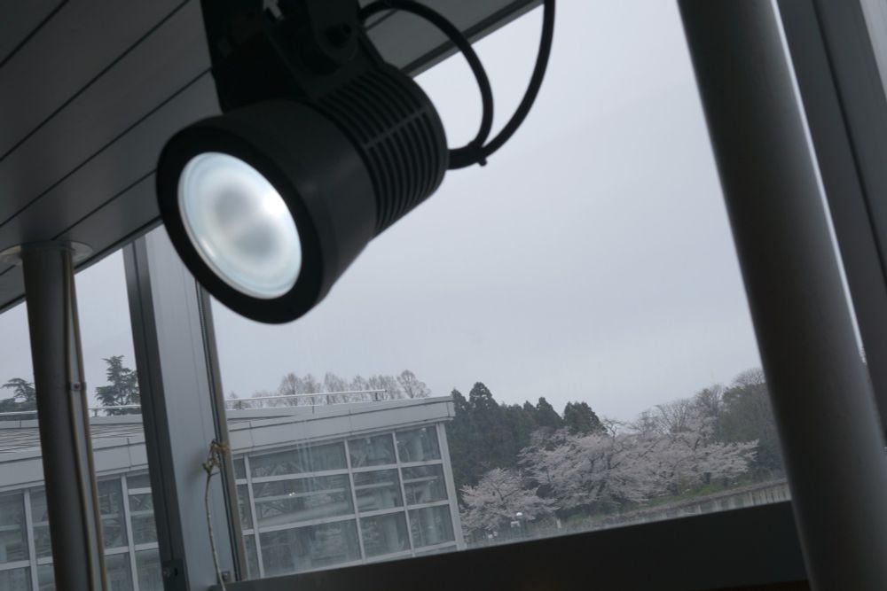 神代植物公園大温室から見た桜の画像
