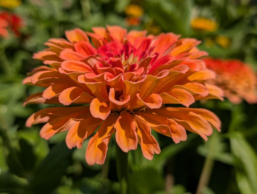 “Close-up of a vibrant orange zinnia flower in full bloom, displaying layered ruffled petals with hints of red and peach, set against a blurred green garden background.”