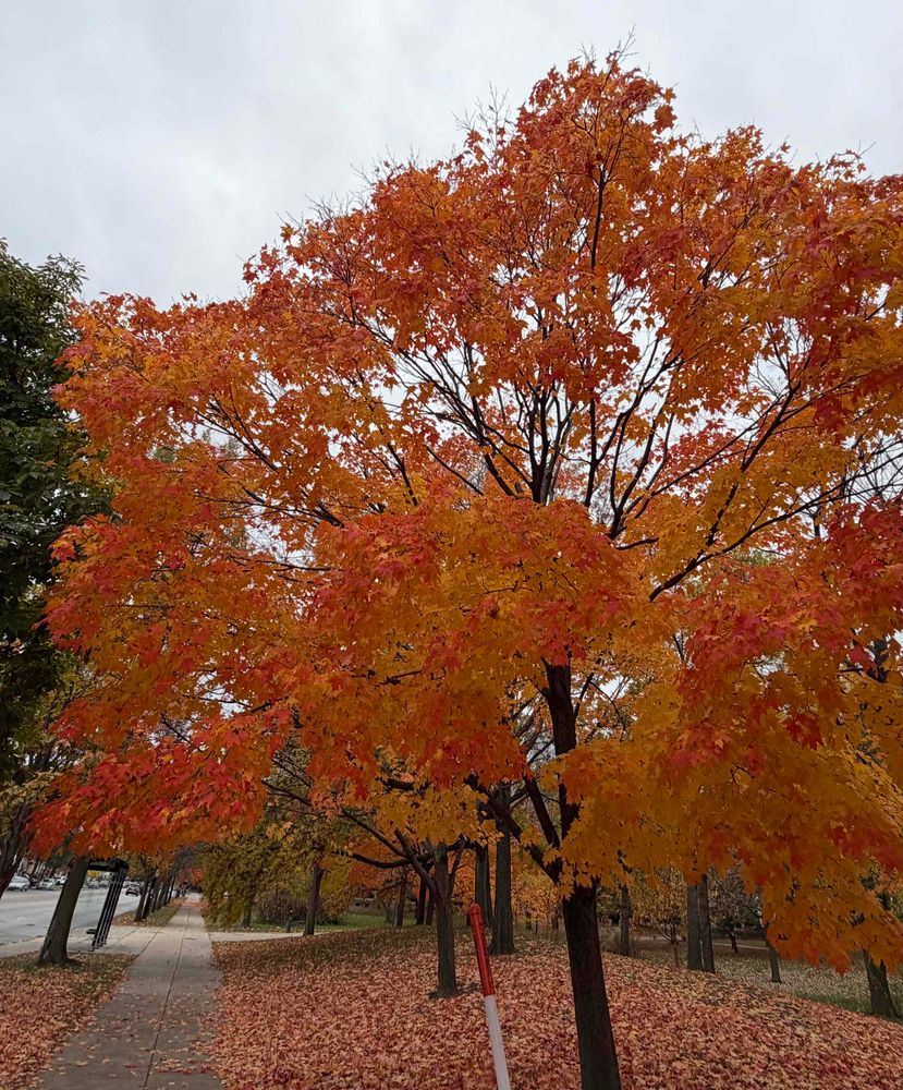 A large tree with vibrant autumn foliage featuring shades of orange, red, and yellow stands beside a sidewalk covered with fallen leaves. The cloudy sky forms the backdrop, and other trees with similar autumn colors line the street, contributing to the seasonal atmosphere.