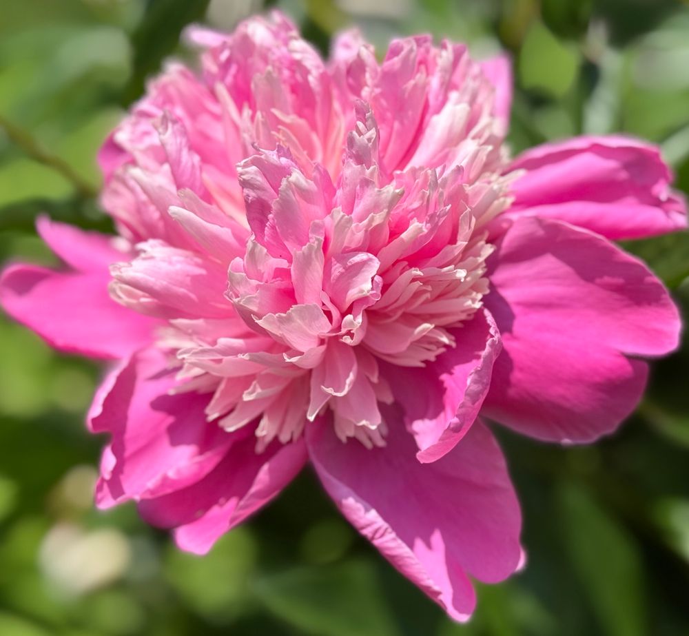 Close-up image of a vibrant pink peony flower in full bloom, displaying layers of ruffled petals with a gradient from deep pink on the outer petals to soft blush pink in the densely packed center, set against a blurred green background.