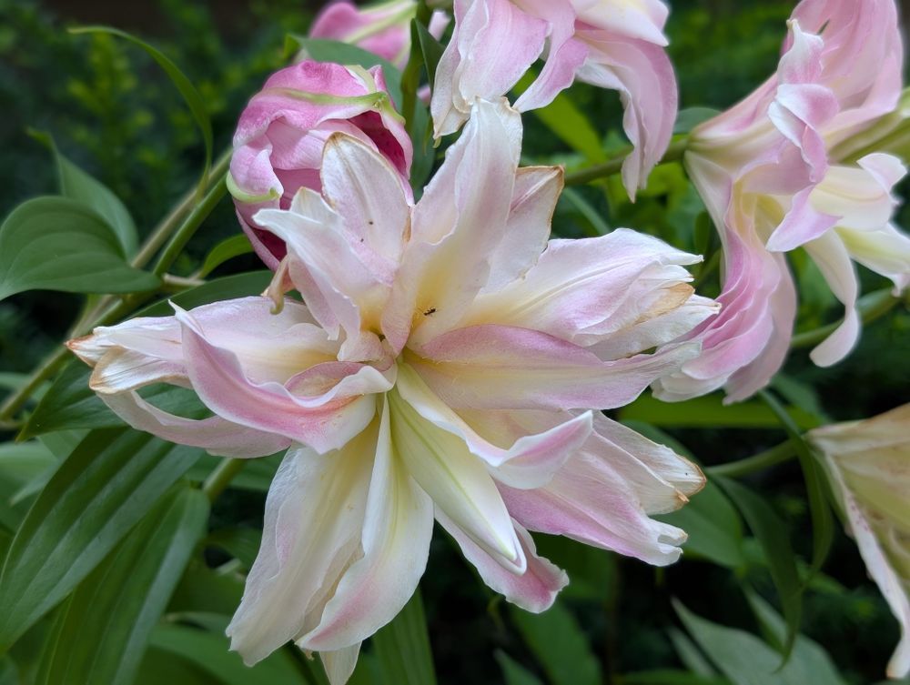A close-up of a pale pink and white flower with delicate, layered petals. The flower is surrounded by green leaves and additional blooms in the background, creating a soft, natural setting. The petals show hints of blush pink and creamy yellow, and the image captures fine details of their gentle curves and slightly curled edges.