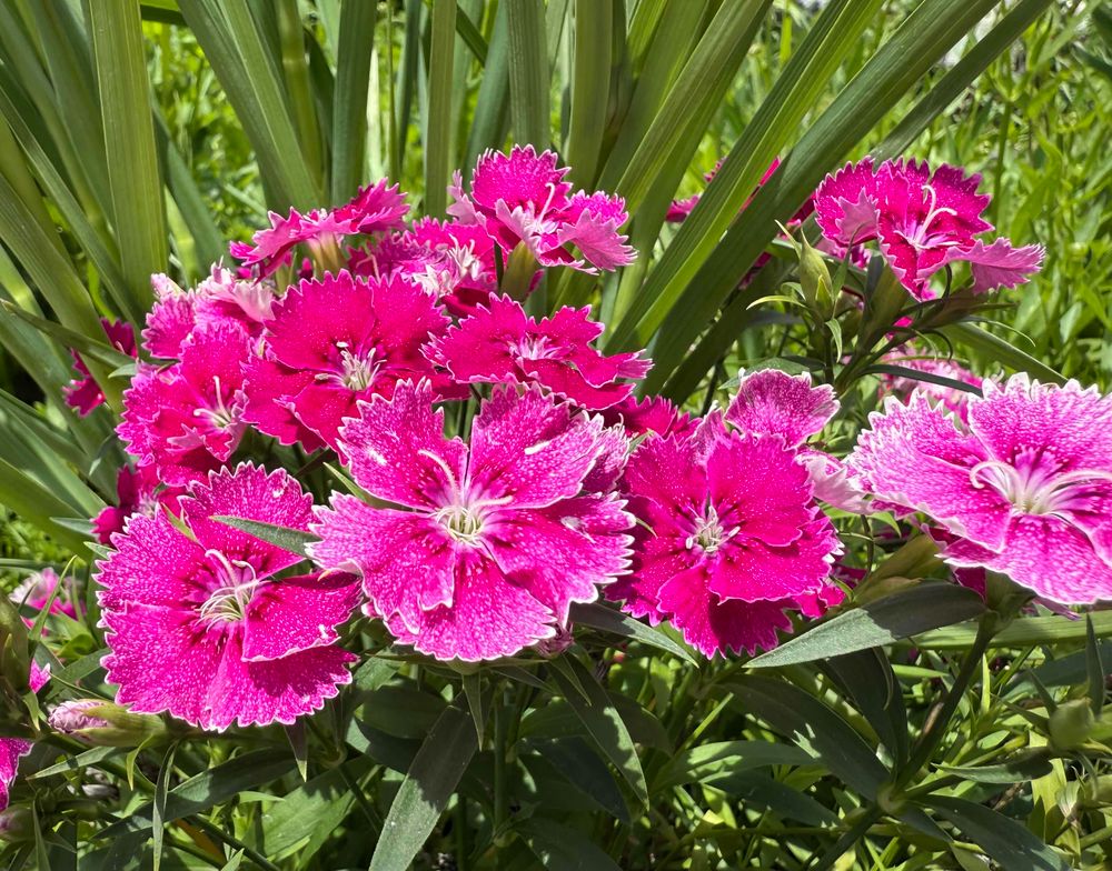 A cluster of vibrant pink Dianthus flowers with fringed petals and white edges, blooming amidst long green leaves in a sunlit garden.