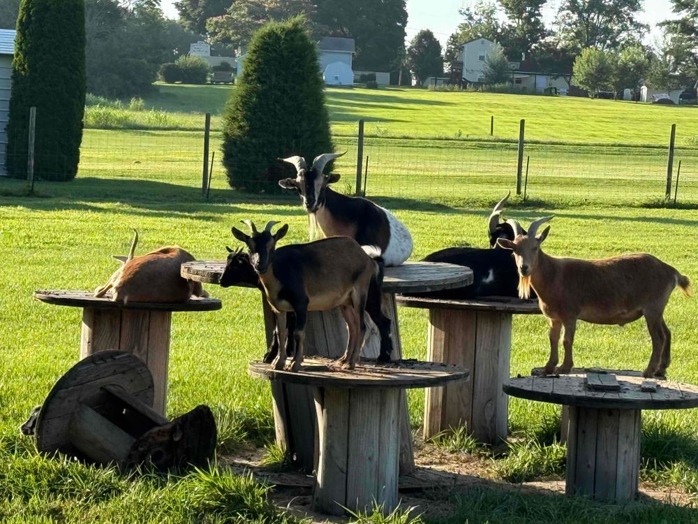 Several goats are standing and lying on large wooden spool tables in a grassy fenced yard. One goat is resting on its side while others are standing on top of the tables, and one goat stands on the ground. The background features trees, bushes, and houses under a bright, sunny sky.