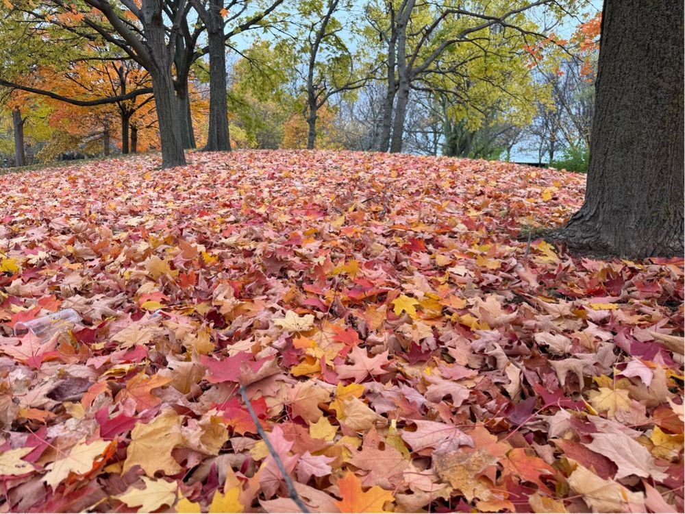 A scenic autumn landscape featuring a forested area covered with a thick layer of fallen leaves in shades of red, orange, and yellow. Several large trees, some with colorful foliage still on their branches, stand throughout the background under a pale sky. The scene captures the vibrant colors and tranquil atmosphere of fall.