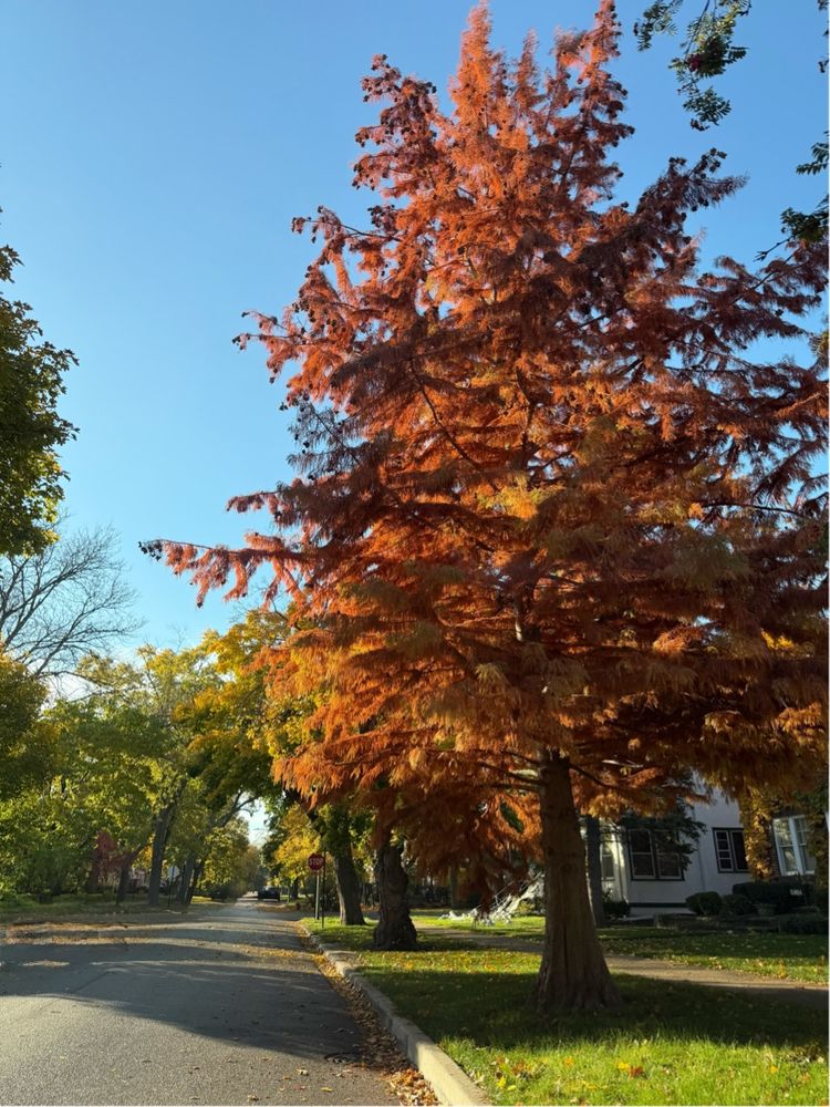 A large tree with orange-red autumn foliage stands beside a quiet suburban street under a clear blue sky. The sun illuminates the tree and highlights the vibrant color of its leaves. Other trees and houses are visible along the sidewalk, and a stop sign can be seen further down the road.