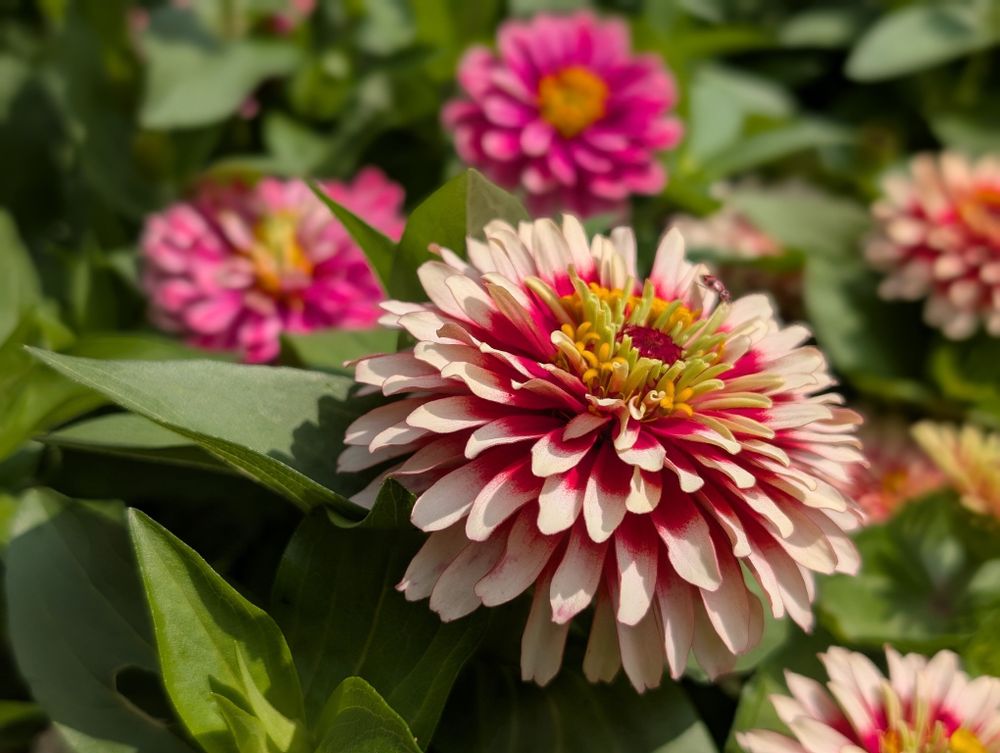 A close-up of a vibrant zinnia flower with layered petals in shades of white, pink, and red, surrounded by green leaves. Several similar pink flowers are softly blurred in the background, creating a colorful and lively garden scene.