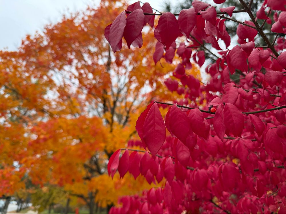The image shows bright red leaves on a bush in the foreground, with orange and yellow autumn foliage on trees blurred in the background, capturing a colorful fall scene outdoors.