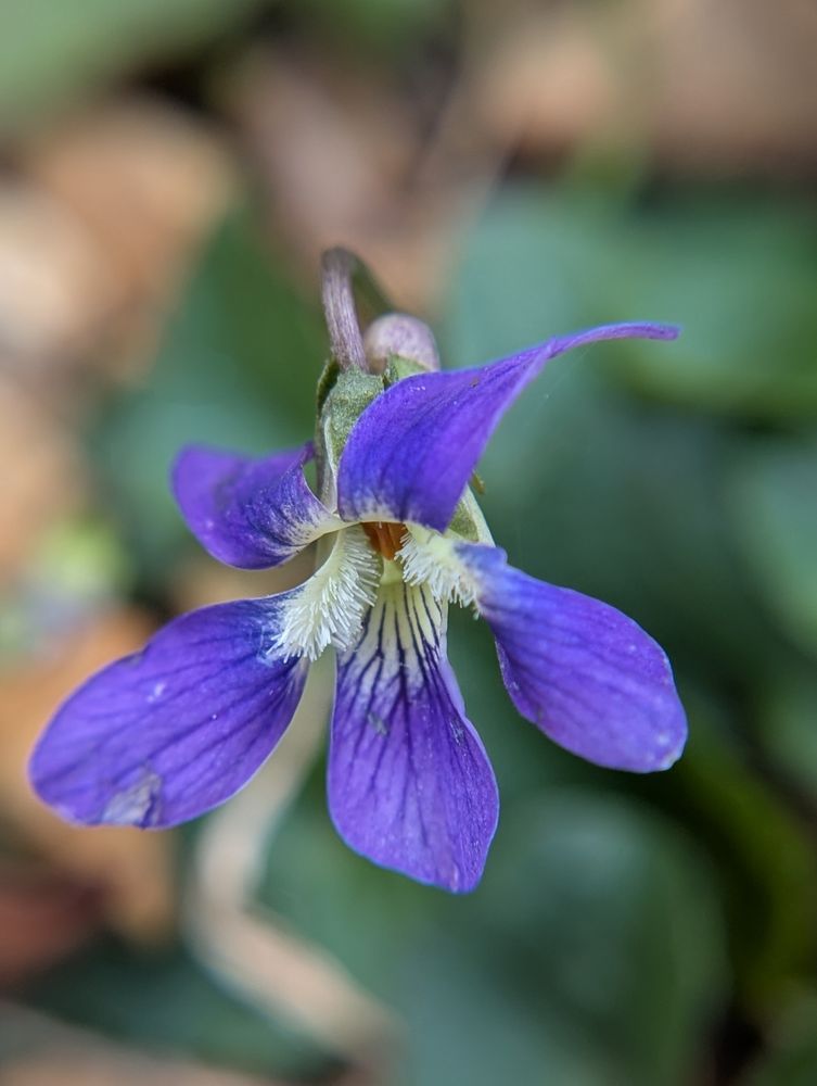 Macro shot of the common blue violet, background obscured 