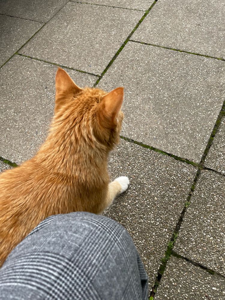 human perspective of an orange cat chilling next to their knee
