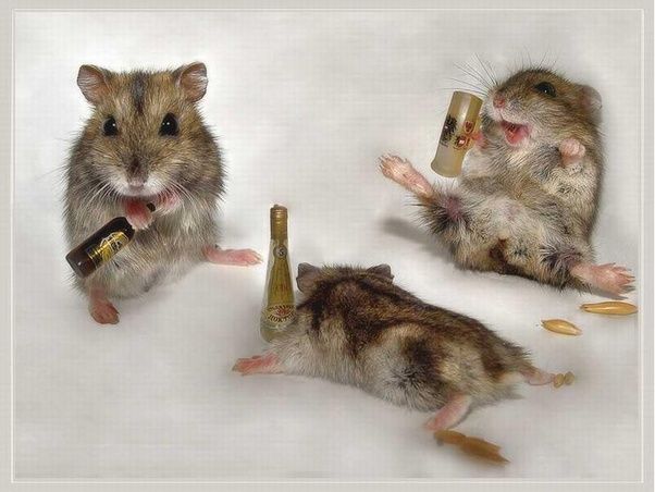 Russian hamsters photoshopped to be holding beer bottles