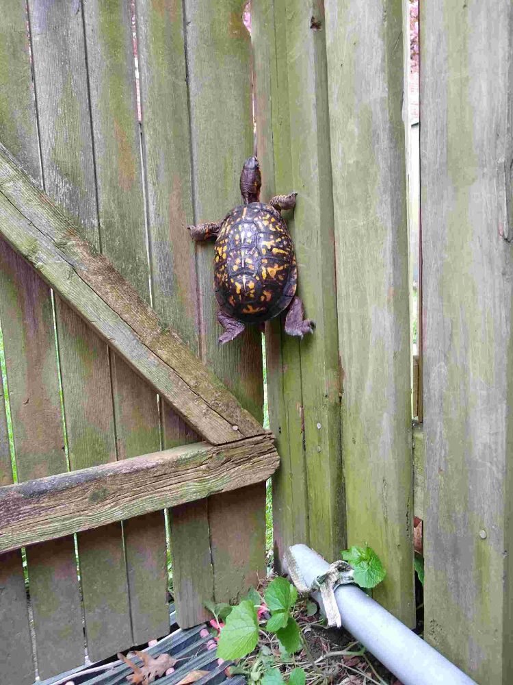 A turtle climbing up a wood fence