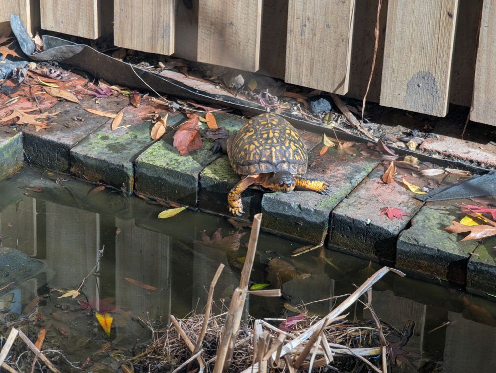 A turtle basking on the edge of a pond. Both front legs are spread out and his claws are spread out too. He's got lots of phalanges