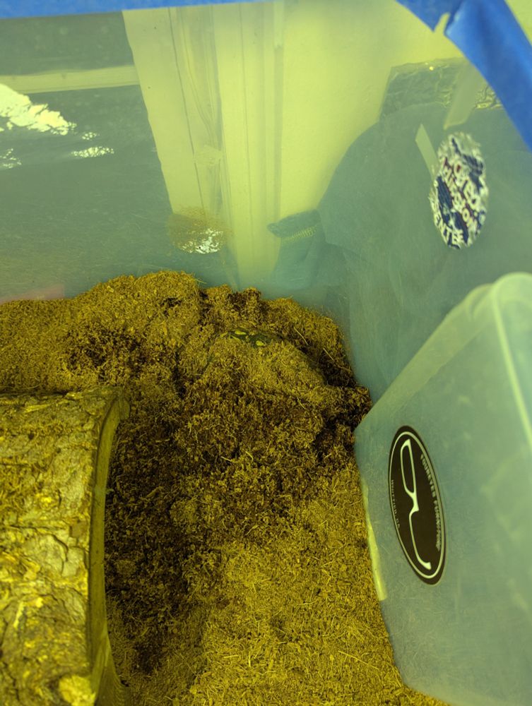 A pile of dirt that absolutely does not contain a turtle.