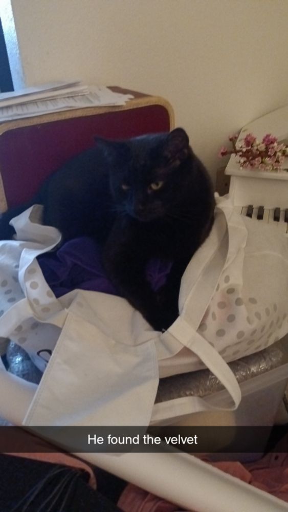 Ozzy, a big black cat, sitting inside a bag of fabric on top of a bin of yarn.  His front paws are crossed and there is a text box that says "he found the velvet" on the photo
