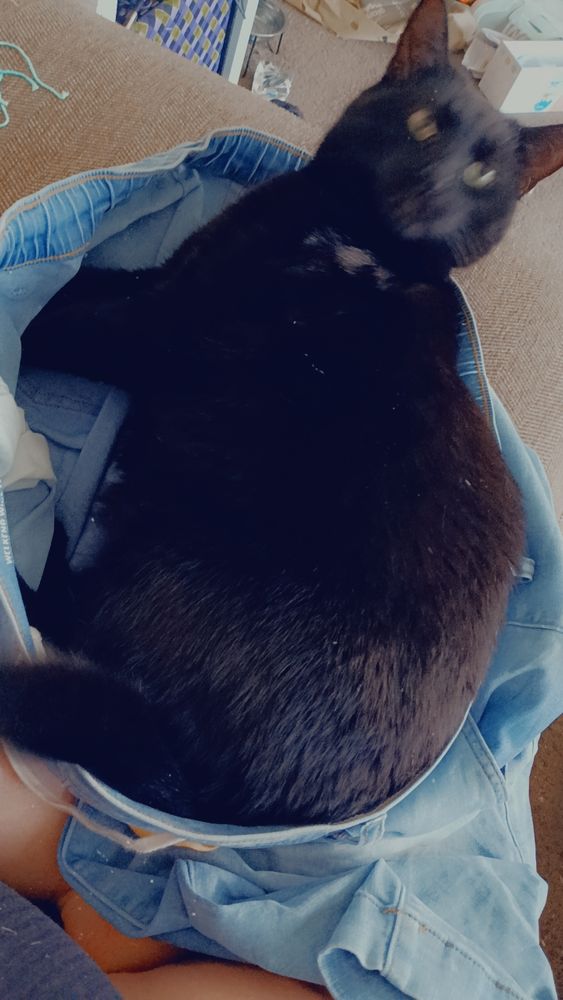 Ozzy, a big black cat, sitting inside a light wash pair of jeans Morgan is mending. His face is blurry from movement. He is excited