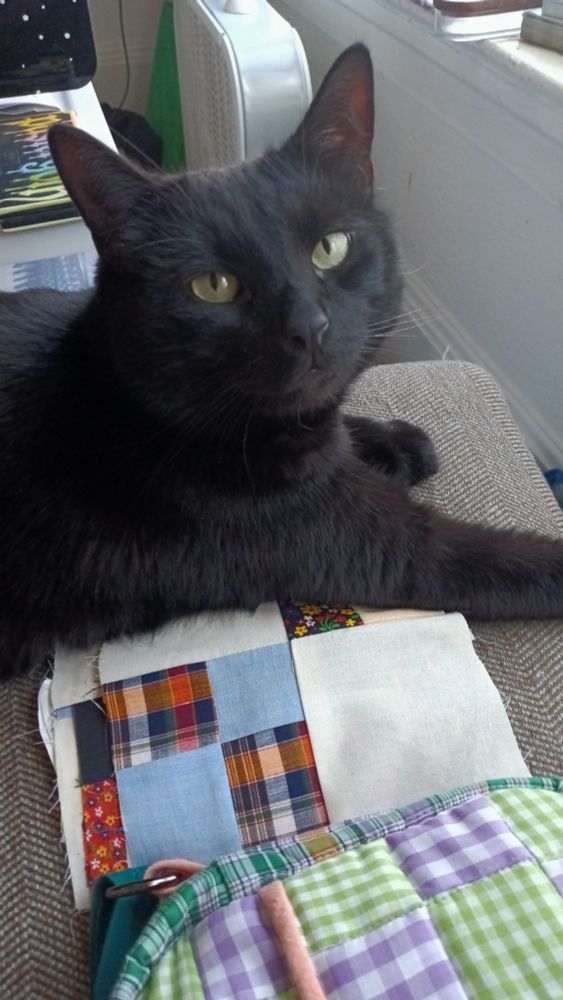 Ozzy, a big black cat, gazes into the camera, pose relaxed. He is resting on a pile of patchwork squares and a handmade quilted purse. He looks content. 