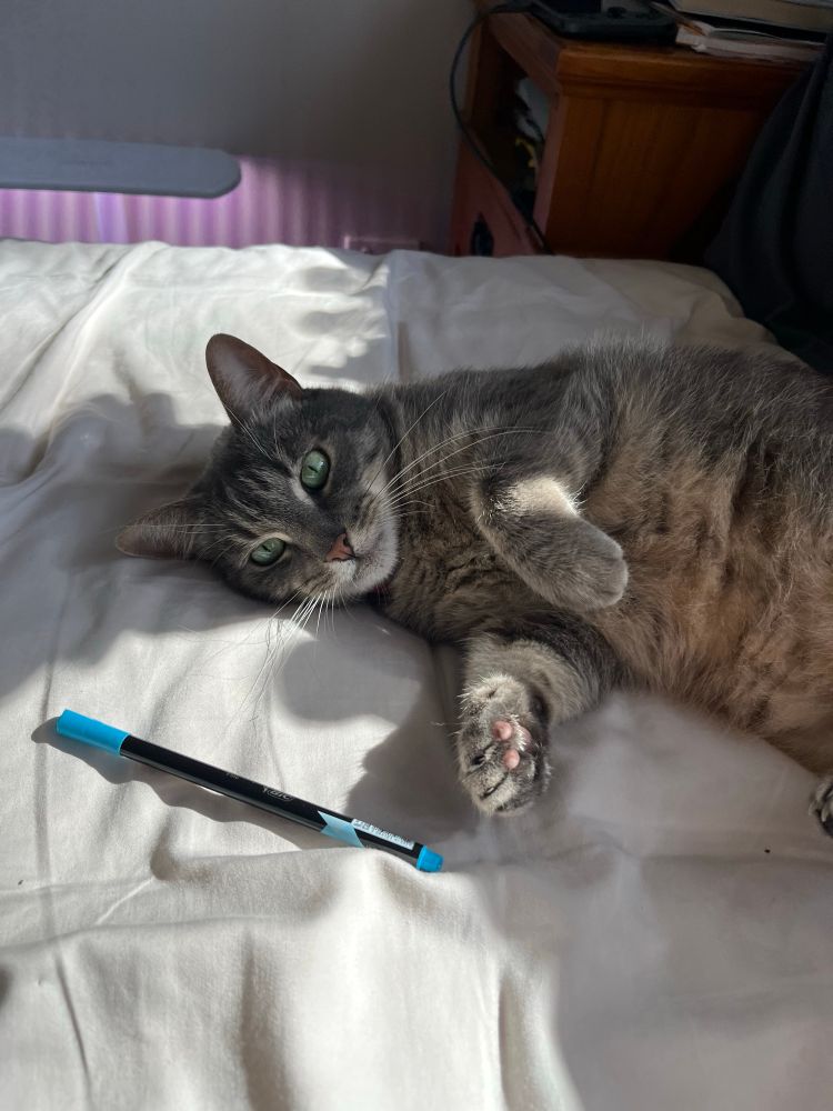 My cat Leroy reaching for a light blue Fineliner 