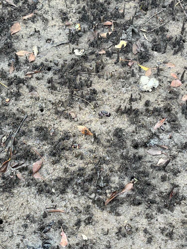 Some little crabs with their holes in the marsh area